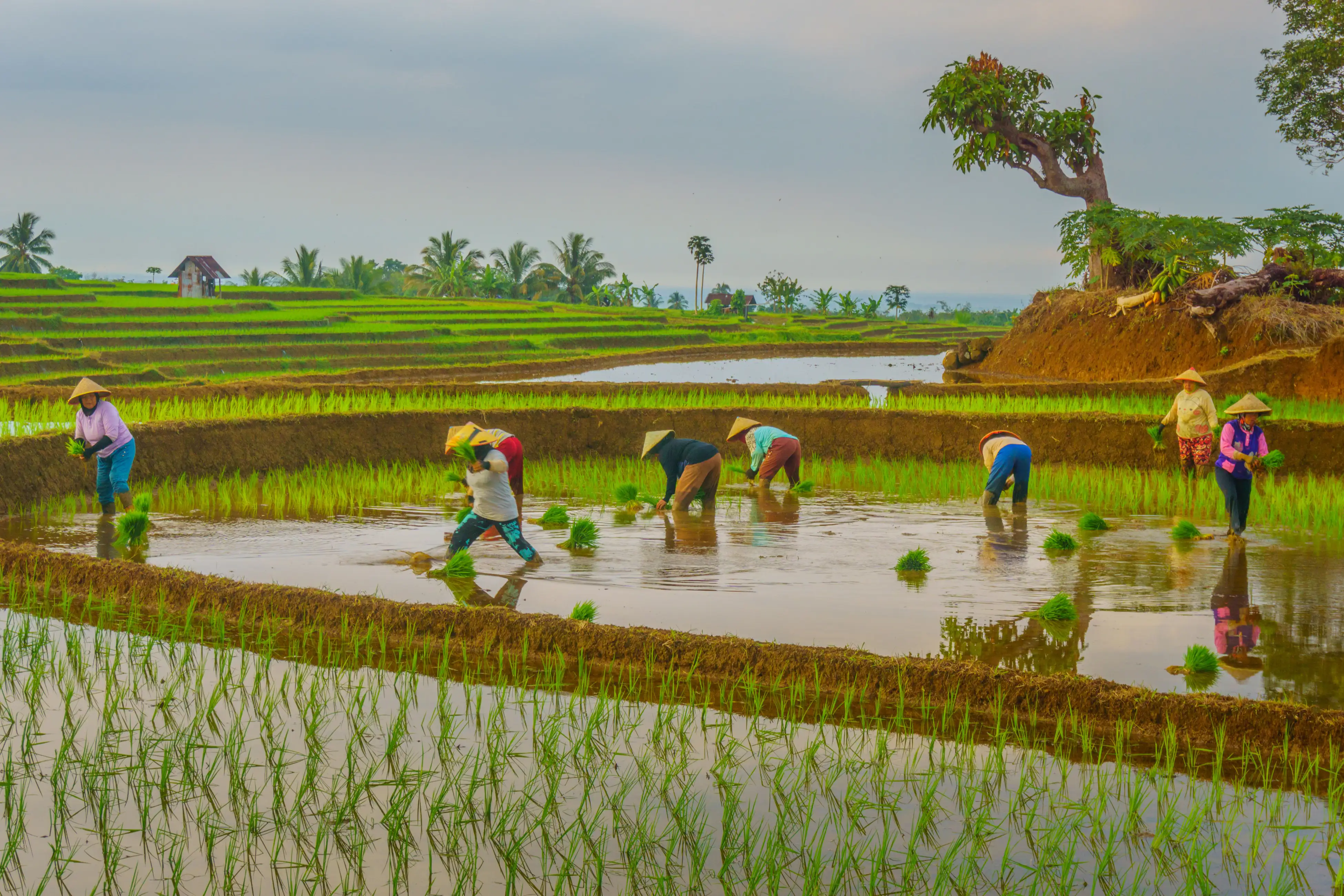 Petani lokal menanam padi di area persawahan.