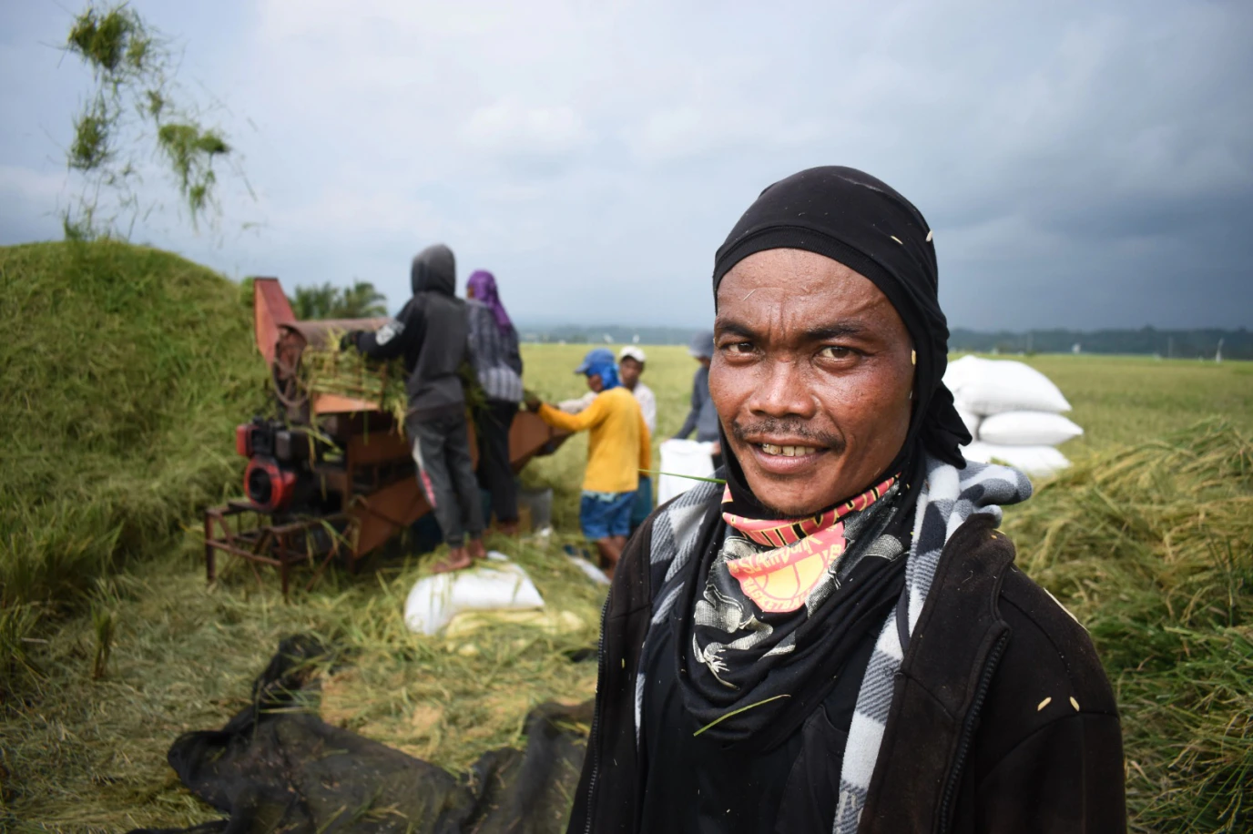 Petani lokal menjalankan proses panen padi.